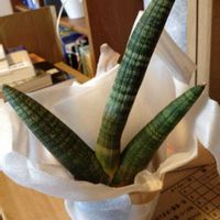 サンスベリア キリンドリカの画像
