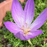 コルチカム,カタバミ,オキザリス・トリアングラリス,オキザリス・トリアングラリス,コルチカム(イヌサフラン)の画像