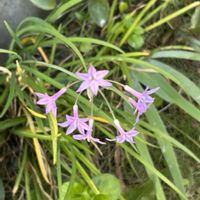 ツルバキアの画像