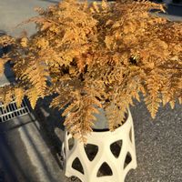 シダ,シダ類,シノブ,鉢植え,シダ植物の画像