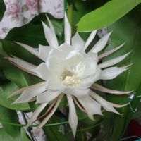 月下美人,月下美人,元気もらえる,息をのむ美しさの画像