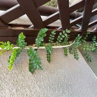 シマトネリコの画像