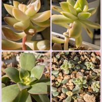 夕映え,月の王子錦,マッコス錦,アイシクルミント,多肉植物の画像