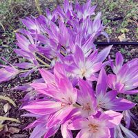 イヌサフラン,コルチカム(イヌサフラン),今日のお花の画像