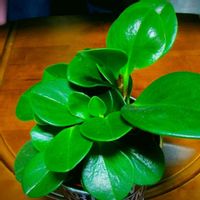 ペペロミア,観葉植物,鉢植え,グリーン,室内栽培の画像