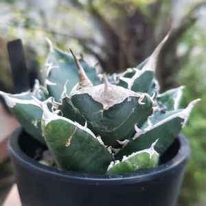 アガベ,アガベ,アガベ チタノタ,アガベ チタノタ SAD,アガベ　チタノタ　南アフリカダイアモンドの画像