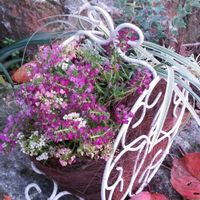 アリッサム,アリッサム,ひまわり畑,スノードラゴン,桜並木の画像