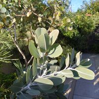 エリカ,グレビレア,ユーカリプレウロカルパ,グレビレア ファイヤー ワークス,オージープランツの画像