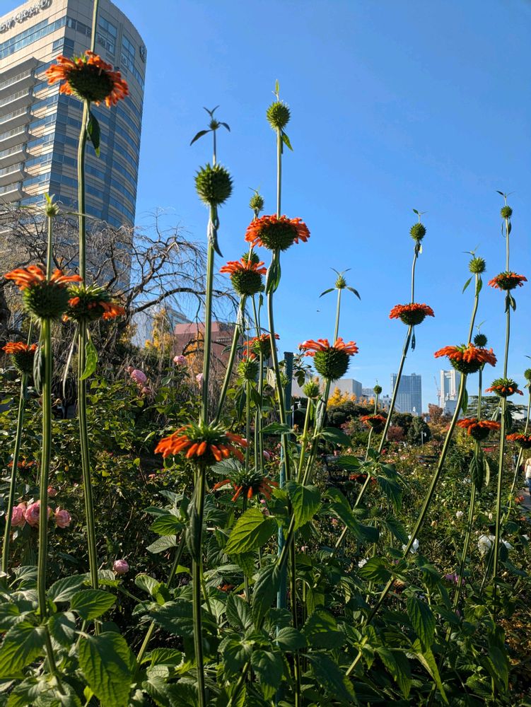 くみこさんの山下公園への投稿