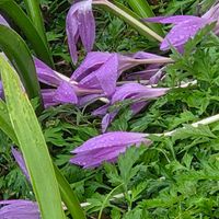 イヌサフラン,サフラン,コルチカム(イヌサフラン),コルチカム (イヌサフラン),コムチカム(イヌサフラン)の画像