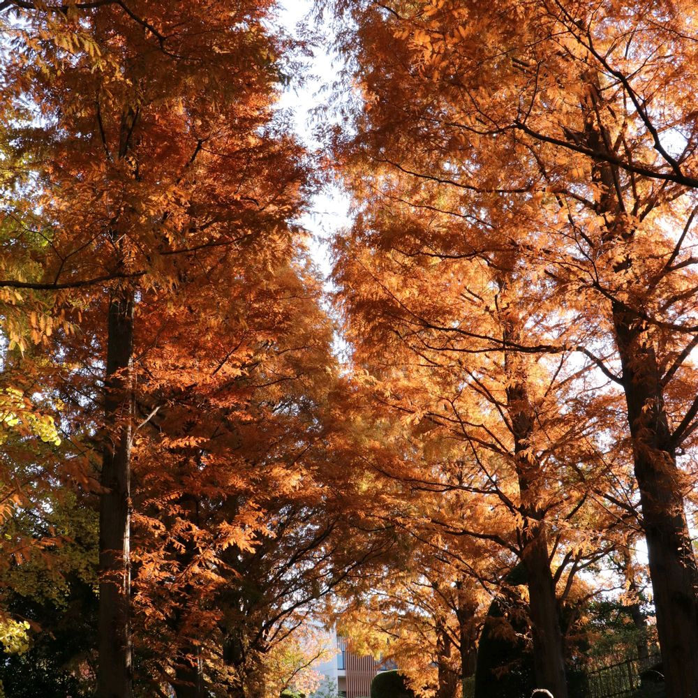 しげさんの山手イタリア山庭園への投稿