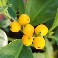 ナンテン,千両,イヌマキ,リュウノヒゲ,可愛い実の画像