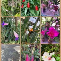 キク,スイレン,パイナップル,ハイビスカス,ブーゲンビリアの画像