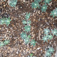 ルピナス,タネラーの画像