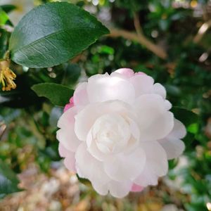 サザンカ,サザンカ,ヒメサザンカ,今日のお花,富士山麓の画像