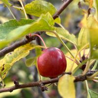 セイタカアワダチソウ,ヒメリンゴ,ヘクソカズラ,地域の公園,よそさまの畑の画像