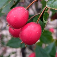 サンザシ,遊歩道,真っ赤な火曜日,ほんわか♥️ほんのり,花咲く乙女たち♡の画像