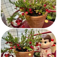 クランベリー,クランベリーの赤い実,ペコちゃん祭り,ほしつながり,しゃまのべらんだ♪の画像