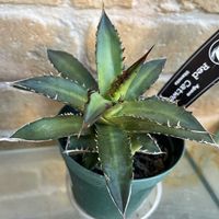 アガベ,アガベ　笹の雪,クリスマスホーリー,アガベチタノタ　レッドキャットウィーズル,かわいいの画像