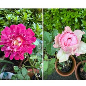 バラ,薔薇(紅華美),薔薇(紅華美),バラ　マロンフォレスト,バラ　マロンフォレストの画像