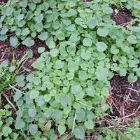 ウォーターマッシュルームの画像