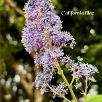 アサリナ,セアノサス,トラディスカンティア シラモンタナ,꒰ღ˘◡˘ற꒱かわゅ~,庭園の画像