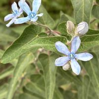 オキシペタラム ブルースター,ナチュラルガーデン,庭の宿根草,お庭の花たち,花と暮らすの画像