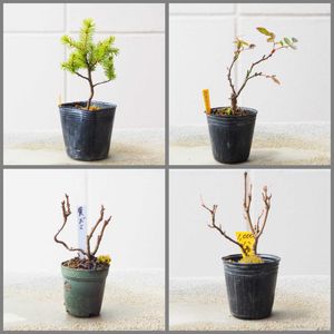 盆栽,小品盆栽,山野草,草もの盆栽の画像