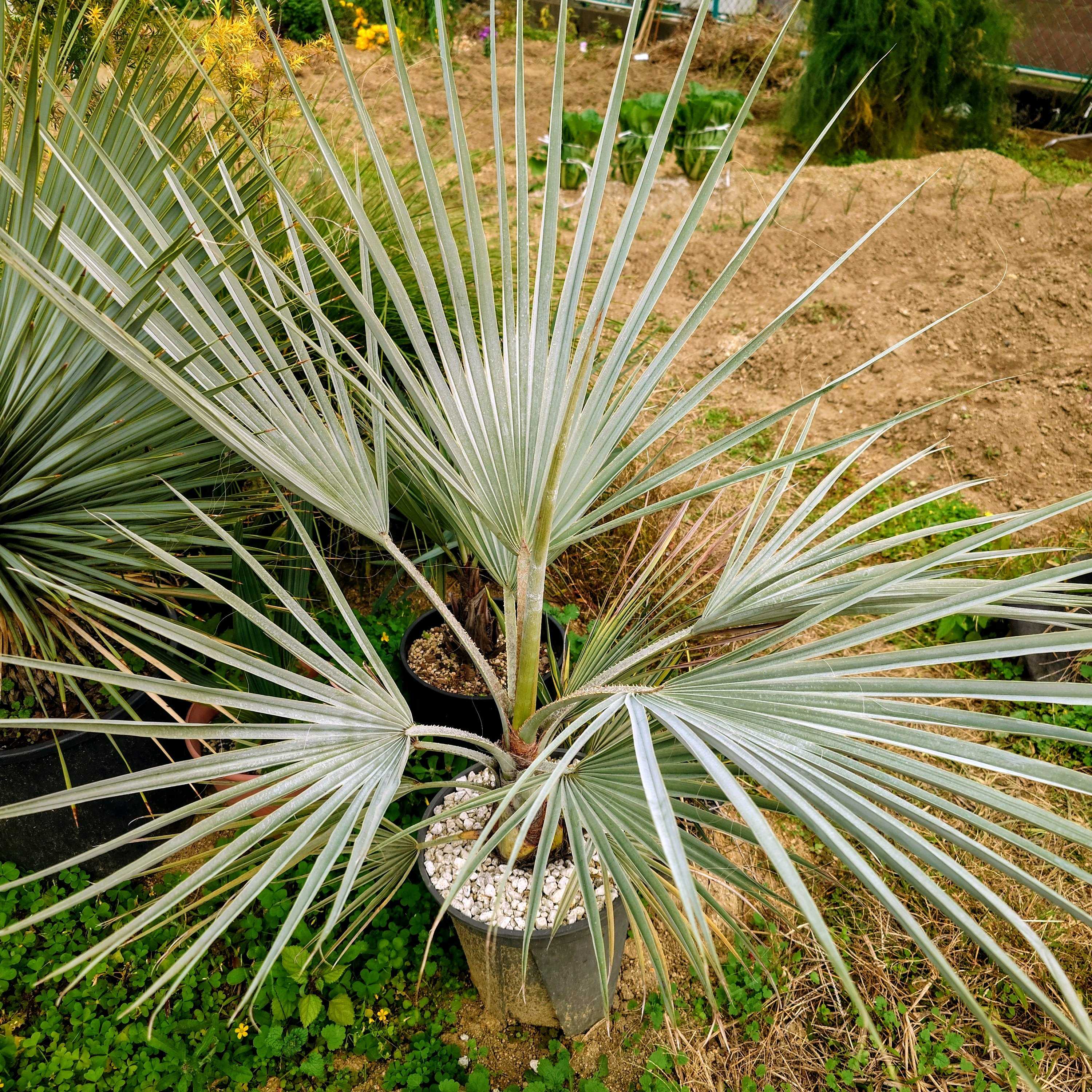 ブラヘア属の一覧｜🍀GreenSnap（グリーンスナップ）