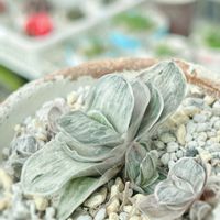 ガステリアの何とか,多肉植物,観葉植物,ガステリア,ガステリア属の画像