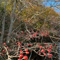 ズミ,サンザシ,カイノキ,ウラジロノキ,シーボルトノキの画像