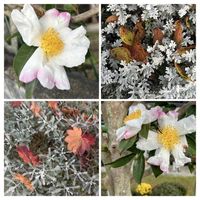 サザンカ,サントリナ,シロタエギク,今日のお花,朝散歩の画像