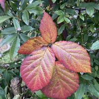 ブラックベリー,ローズマリー,小菊,サザンカ(山茶花)の画像