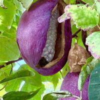 アケビ,アケビ,アケビの果実,咲くやこの花館の画像