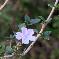 ハクチョウゲの画像