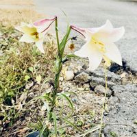 テッポウユリの画像