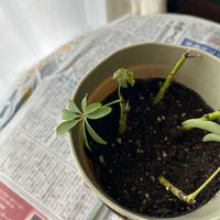 ルピナスの画像