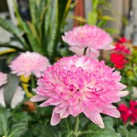 ガウラ,キク,ユズ,シロナンテン（白南天）,柿の画像