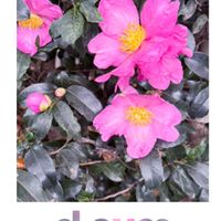 グレコマ,サザンカ,ナデシコ,ハイビスカス,ペンタスの画像