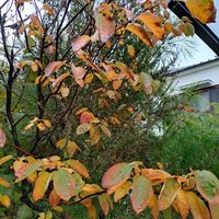 ジューンベリー,スモークツリー,ブルーベリー,クリスマスツリー♡の画像