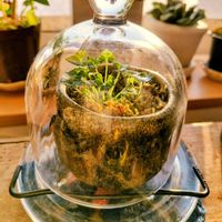 屋久島スミレ,ブロッコリースプラウト,サツマイモ,テラリウム,種からの画像