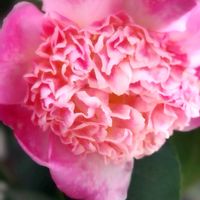 サザンカ,Love & Peace,幸せの花たち,ありがとう♡︎⸜( ´ ꒳ ` )⸝♡︎,もたらされる陽光の至福…の画像