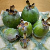 フェイジョアの画像