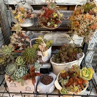 スモークツリー,多肉植物,多肉寄せ植え,多肉棚,ど〜なる多肉ちゃんの画像