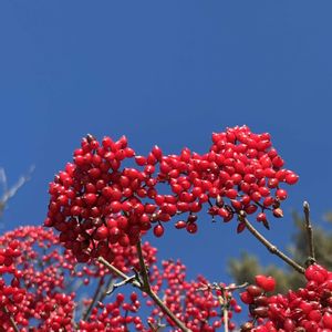 ガマズミ,カマツカ,コブシ,ドウダンツツジ,ユキモチソウの画像