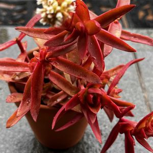 ミセバヤ,ルビーネックレス, ブロンズ姫,ピンクルビー,ヒマツリの画像