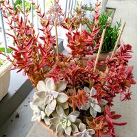 赤鬼城,多肉植物,クラッスラ属,秋を楽しむ,かわとうちゃん祭りチームの画像