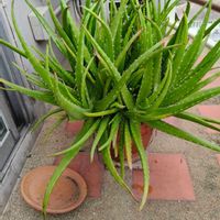 アロエベラの画像