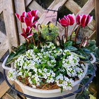 アネモネ,アネモネ,アリッサム,アリッサム,ガーベラの画像