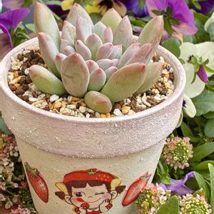キューティーピンク,ゆりのき,多肉植物,自作リメ鉢,埼玉タニラーの画像
